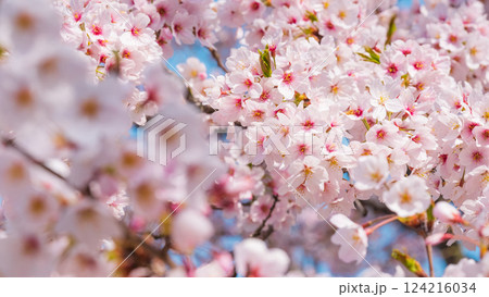 ★さくらページ★ さくらちゃんと一緒の毎日を！木之本桜（CV：丹下桜）の録り