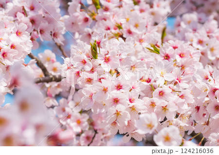 桜 124216036