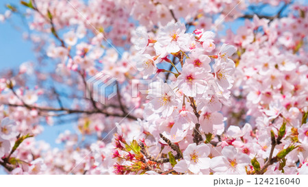 桜 桜 124216040