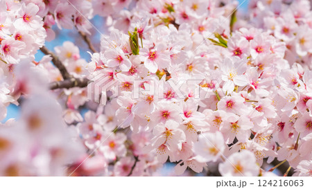 桜 124216063