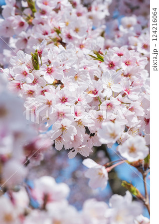 桜 桜 124216064