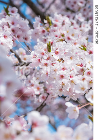 桜 桜 124216068