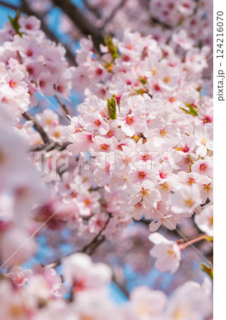 桜 124216070