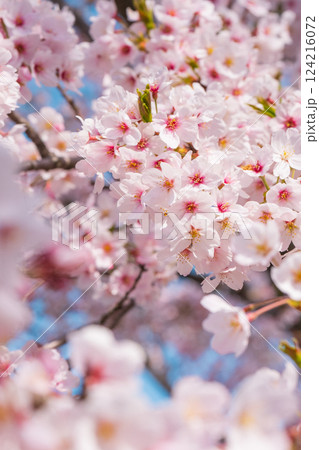 桜 桜 124216072