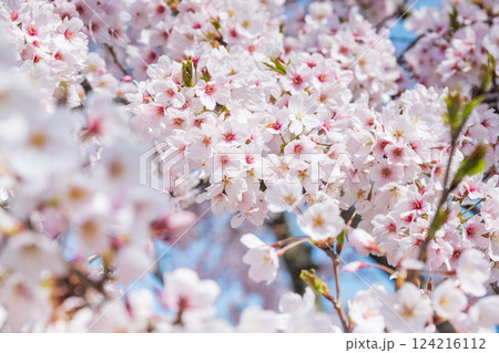 桜 124216112