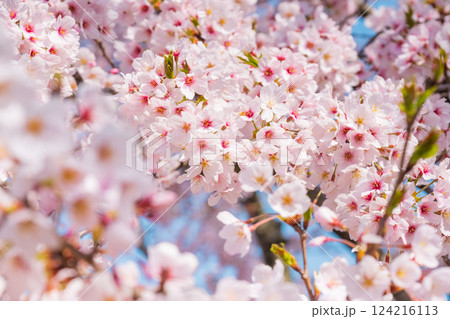桜 124216113
