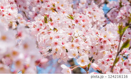 桜 124216116