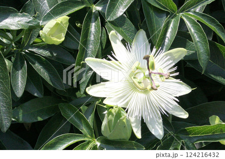 トケイソウ 124216432