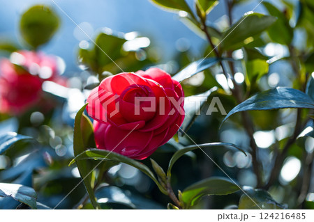 東京都武蔵村山市　野山北公園のサザンカ 124216485