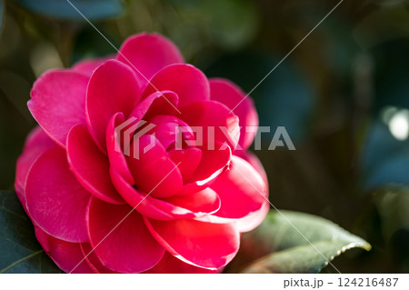 東京都武蔵村山市　野山北公園のサザンカ 124216487