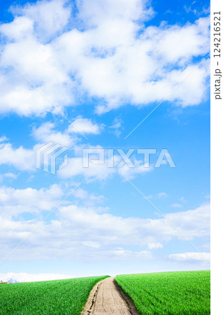 爽やかな青空が広がる初夏の北海道美瑛の丘の風景 124216521