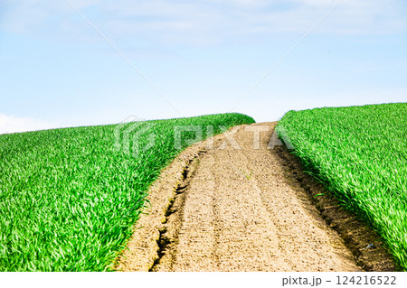 爽やかな初夏に青々とした小麦畑と道のある北海道らしい風景 124216522