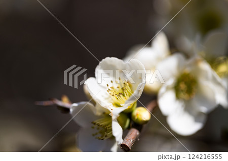 東京都武蔵村山市　野山北公園のボケ 124216555