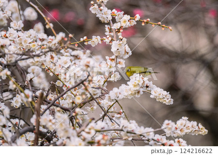 梅　池上梅園　メジロ、春 124216622