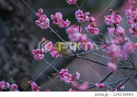 梅 池上梅園 メジロ、春 梅 池上梅園 メジロ、春 124216665