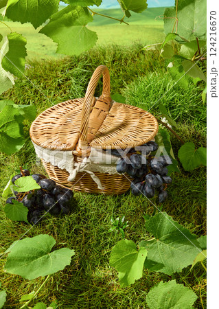 Vertical photo of a bamboo picnic basket nestled between green grass and large foliage with visible leaf veins. A bunch of thin-skinned grapes with many fruits placed on the grass. Advertising photo Vertical photo of a bamboo picnic basket nestled between green grass and large foliage with visible leaf veins. A bunch of thin-skinned grapes with many fruits placed on the grass. Advertising photo 124216670