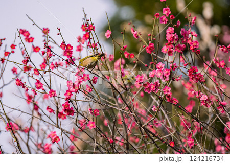 梅 池上梅園 春 メジロ 梅園 梅 池上梅園 春 メジロ 梅園 124216734