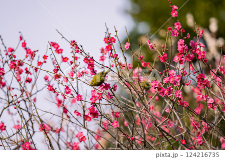 梅 池上梅園 春 メジロ 梅園 梅 池上梅園 春 メジロ 梅園 124216735