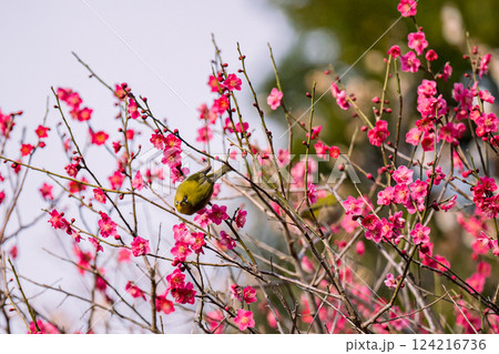 梅　池上梅園　春　メジロ　梅園 124216736