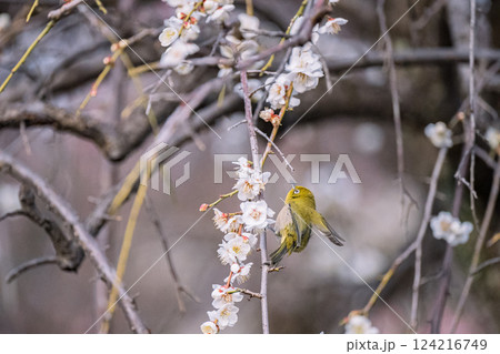 梅　池上梅園　春　メジロ　梅園 124216749