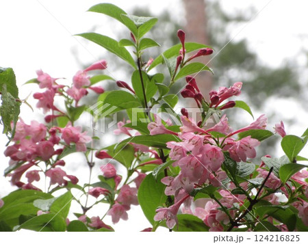 タニウツギの木のピンク色の花 タニウツギの木のピンク色の花 124216825