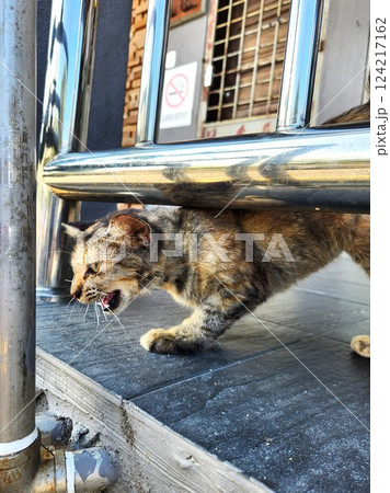 柵の下をくぐりながら鳴くサビ猫　躍動感あふれる迫力のストリートスナップ 124217162