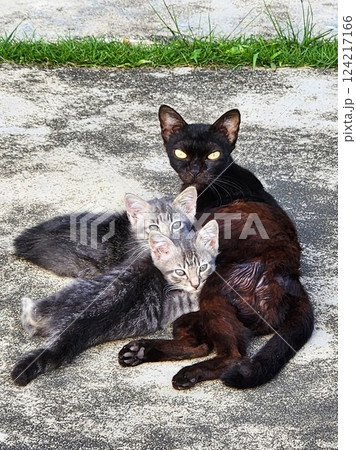 黒猫の母猫と2匹の子猫が寄り添う　優しさと絆を感じる感動の一枚 124217166