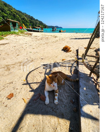 南国の青い海と砂浜でくつろぐ猫たち　リゾート感あふれる癒しの風景 124217167
