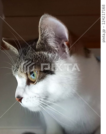猫の横顔アップ 光を映す美しい瞳と凛とした表情をとらえた一枚 猫の横顔アップ 光を映す美しい瞳と凛とした表情をとらえた一枚 124217168