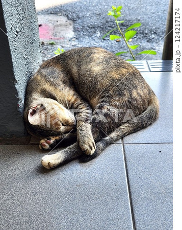 壁にもたれて丸くなりぐっすり眠るサビ猫　街角で見つけた静かな癒しの時間 124217174