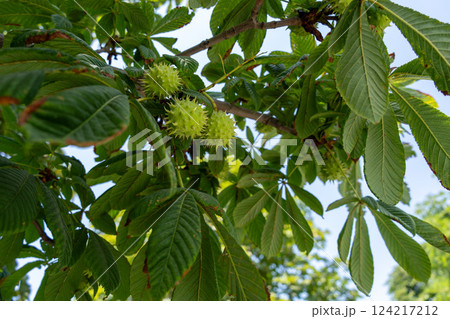 サマルカンドで見つけた馬栗(マロニエ) サマルカンドで見つけた馬栗(マロニエ) 124217212
