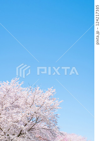 満開の桜と青空 124217385