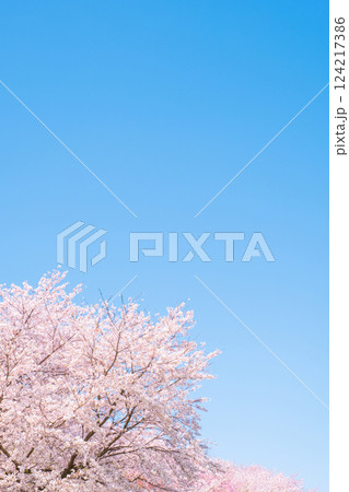 満開の桜と青空 124217386