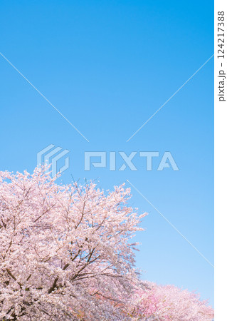 満開の桜と青空 124217388