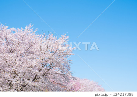 満開の桜と青空 124217389