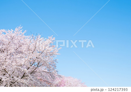 満開の桜と青空 124217393