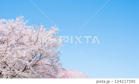 満開の桜と青空 満開の桜と青空 124217395