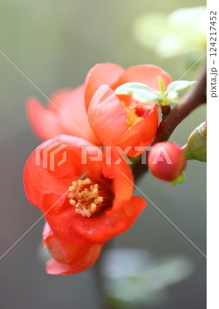クサボケの花 124217452