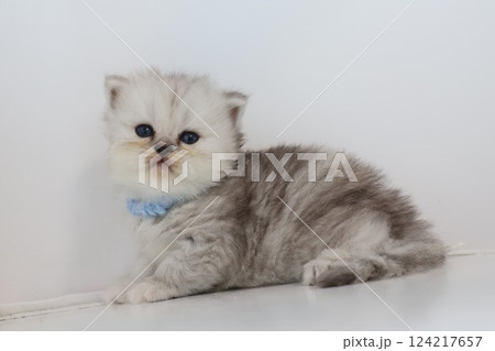 子猫 子猫 124217657