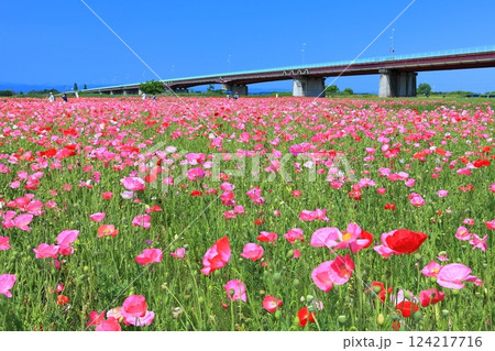 【埼玉県】荒川河川敷のポピー畑（鴻巣） 124217716