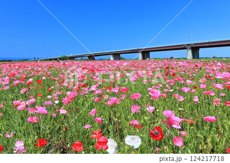 【埼玉県】荒川河川敷のポピー畑（鴻巣） 124217718