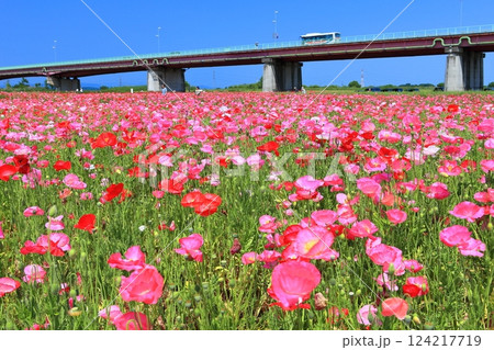 【埼玉県】荒川河川敷のポピー畑（鴻巣） 124217719