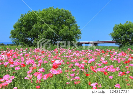 【埼玉県】荒川河川敷のポピー畑(鴻巣) 【埼玉県】荒川河川敷のポピー畑(鴻巣) 124217724