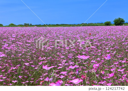 【埼玉県】荒川河川敷の麦なでしこ畑(鴻巣) 【埼玉県】荒川河川敷の麦なでしこ畑(鴻巣) 124217742