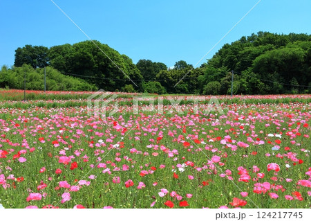 【埼玉県】荒川河川敷のポピー畑(鴻巣) 【埼玉県】荒川河川敷のポピー畑(鴻巣) 124217745