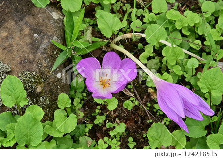 イヌサフラン 124218515