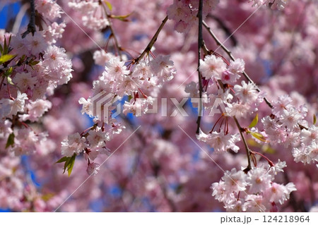 史跡 根城の広場　本丸跡の復元　日本100名城《青森》 124218964