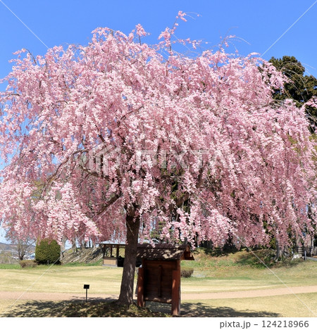 史跡 根城の広場　本丸跡の復元　日本100名城《青森》 124218966