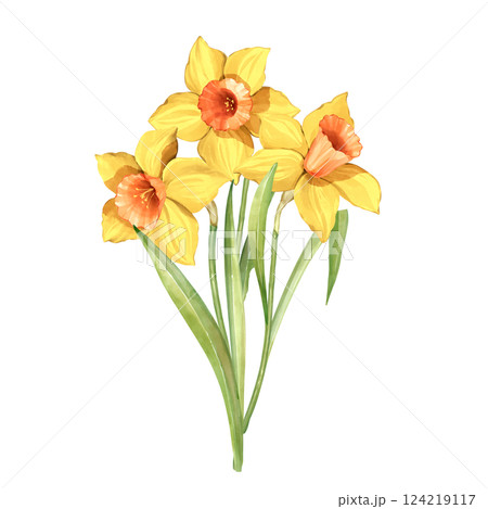 Bouquet of daffodil flowers. Spring hand painted floral illustration. Bouquet of daffodil flowers. Spring hand painted floral illustration. 124219117