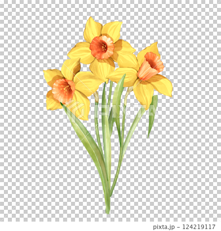 Bouquet of daffodil flowers. Spring hand painted floral illustration. Bouquet of daffodil flowers. Spring hand painted floral illustration. 124219117